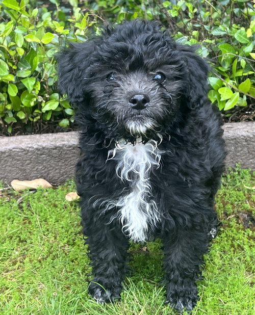 Money: Lira, an adoptable Havanese in Romoland, CA