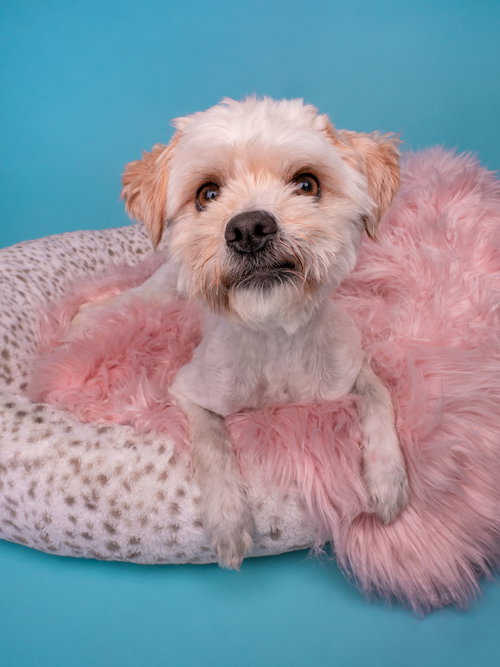 Kindred, an adoptable Maltese in Romoland, CA