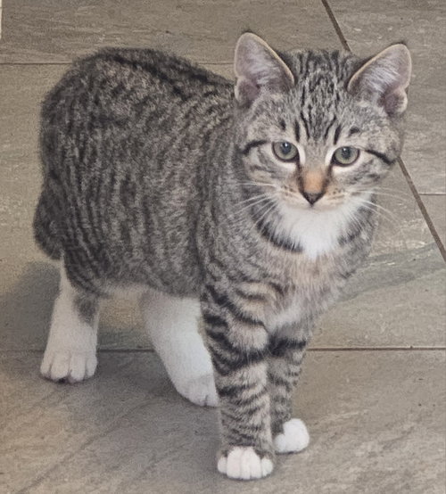 Luna, Baby Tabby (short coat), cat for adoption in Sun City, California