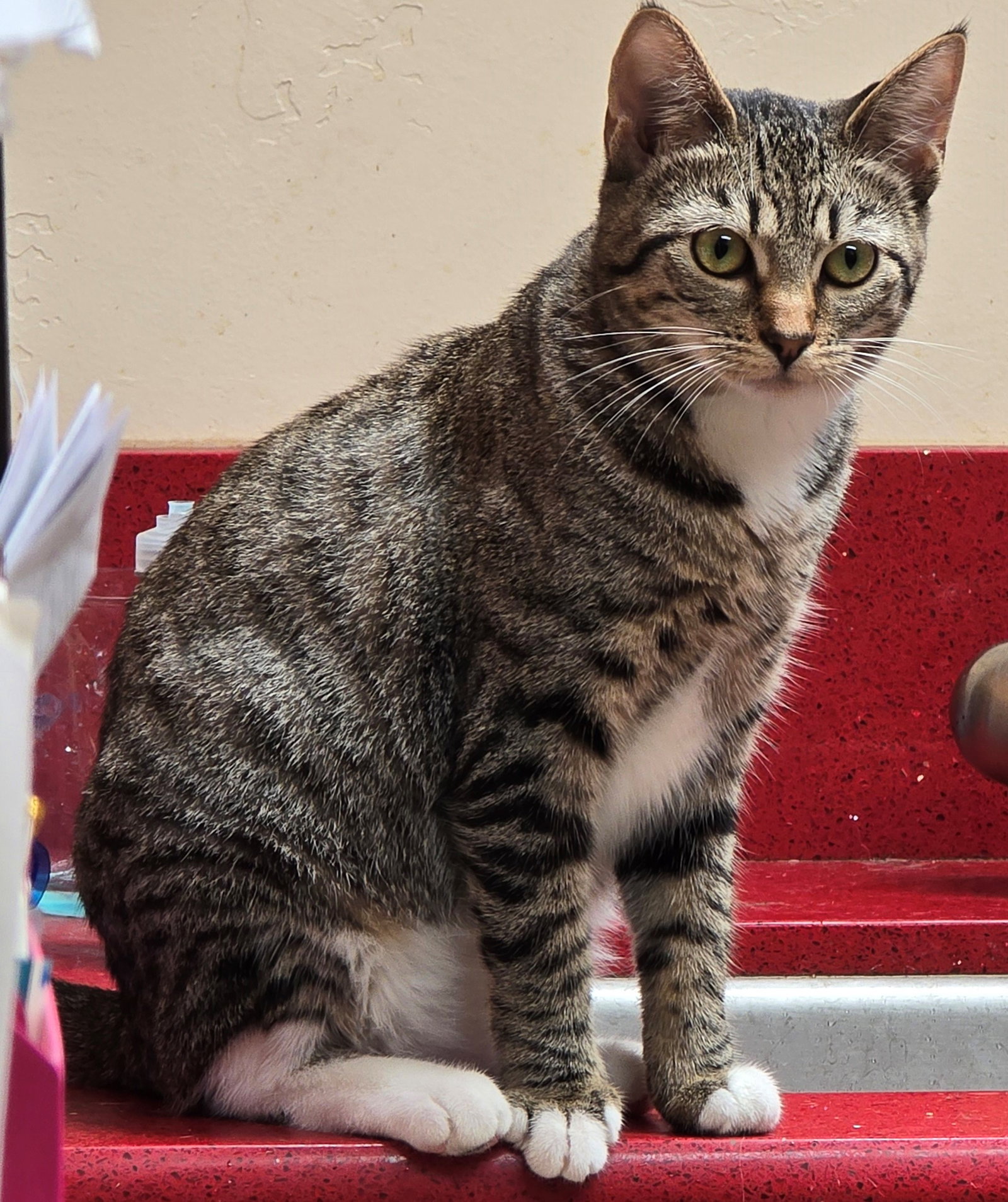 Luna, photo 3
