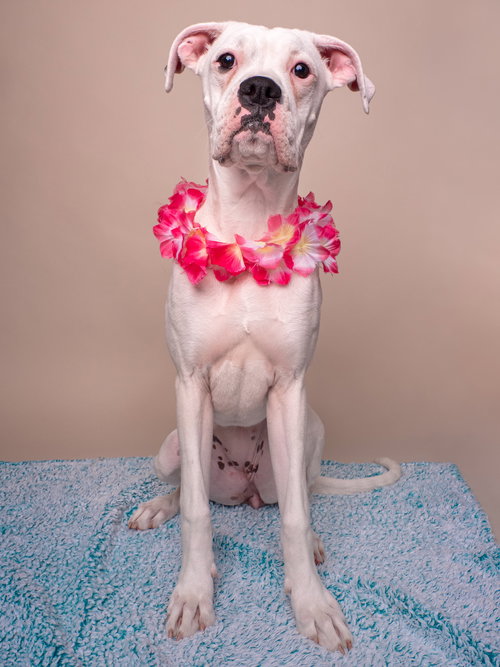 Halo, an adoptable Boxer in Romoland, CA