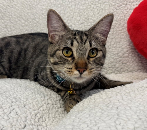 Stiles, an adoptable Tabby in Romoland, CA