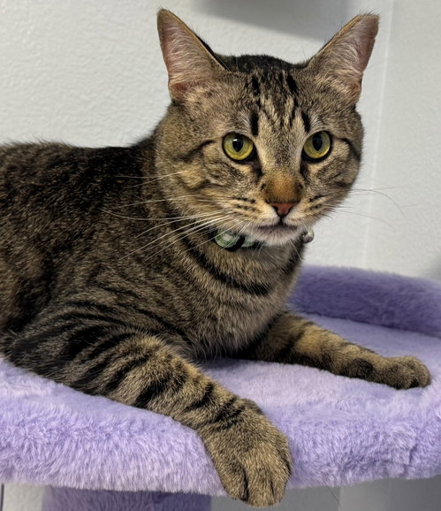 Dustin, an adoptable Tabby in Romoland, CA
