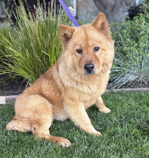 Fluffernutter, an adoptable Chow Chow in Romoland, CA
