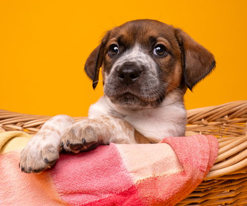 Picnic: Beanbag, an adoptable Beagle in Romoland, CA
