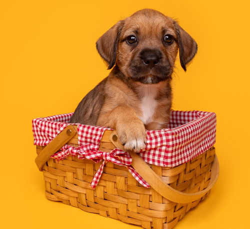 Picnic: Croquet, an adoptable Beagle in Romoland, CA