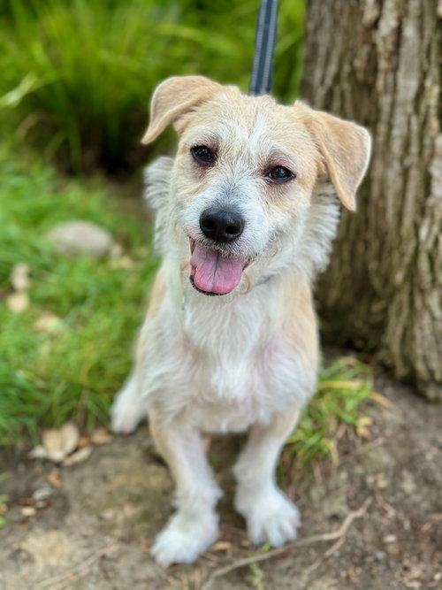 Pokey, an adoptable Parson Russell Terrier in Romoland, CA