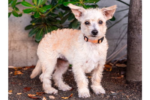 Whatsit, an adoptable Yorkshire Terrier Yorkie in Romoland, CA