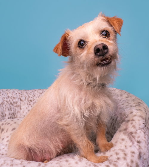 Feast, an adoptable Norfolk Terrier in Romoland, CA