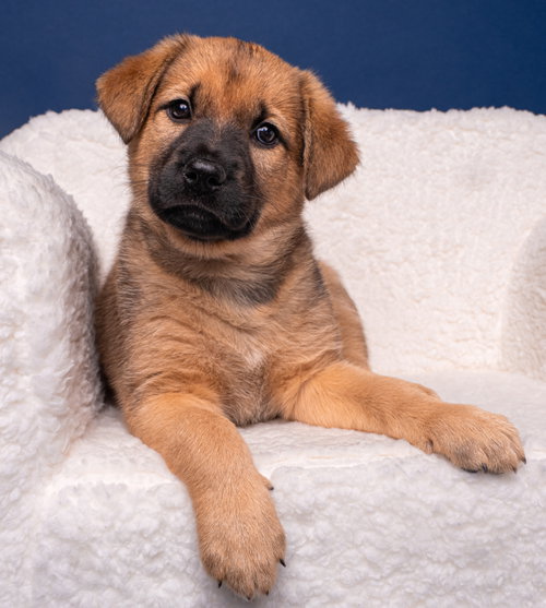 Myth: Yeti, an adoptable English Mastiff in Romoland, CA