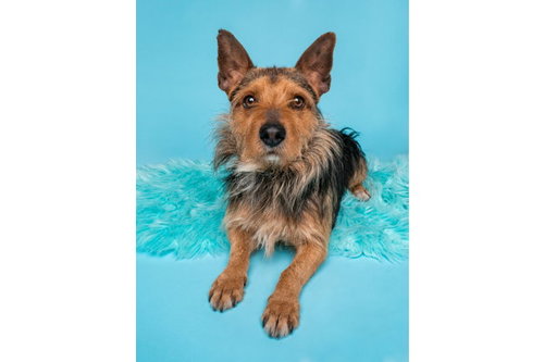 Alfalfa, an adoptable Australian Terrier in Romoland, CA