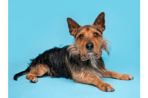 Alfalfa photo 3