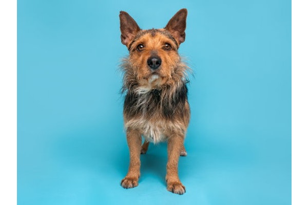 Alfalfa