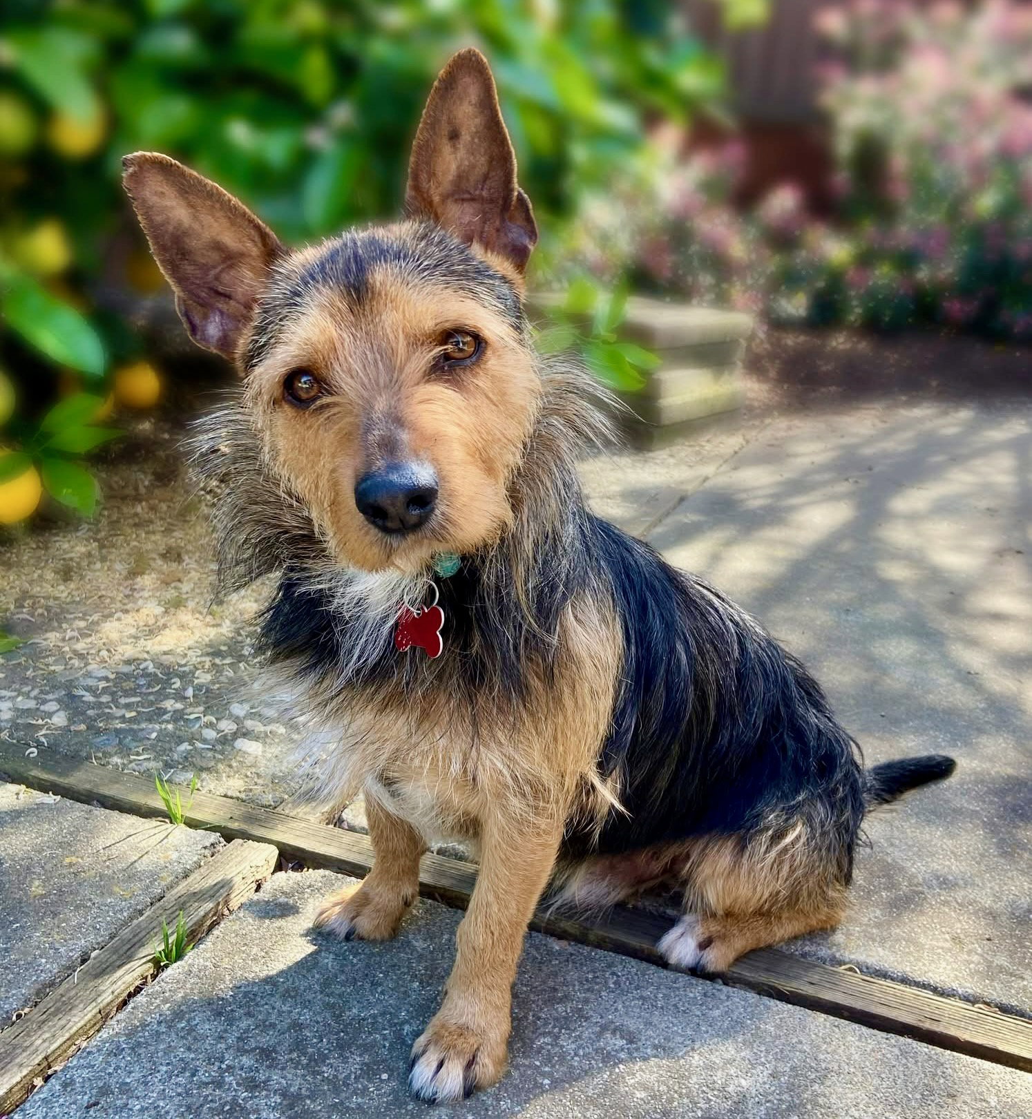 Alfalfa