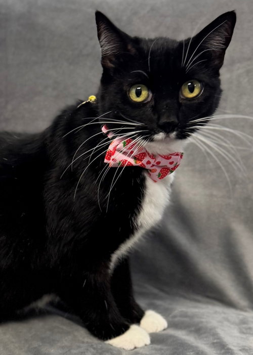 Misty, Adult Tuxedo (short coat), cat for adoption in Sun City, California