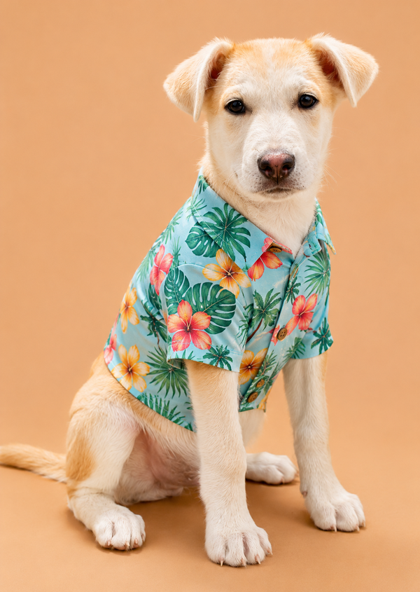 Tropical: Mango