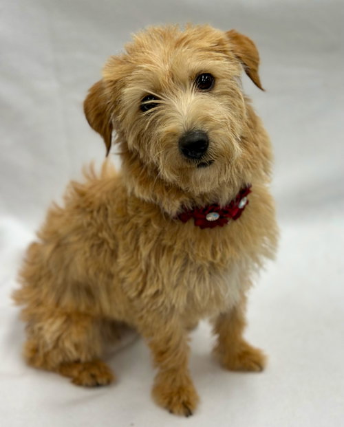 Twinkie, an adoptable Maltese in Romoland, CA