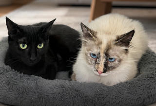 Lilly and Rose, Baby Siamese / Ragdoll (medium coat), cat for adoption in Sun City, California