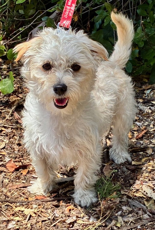 Triscuit, an adoptable Norfolk Terrier in Romoland, CA