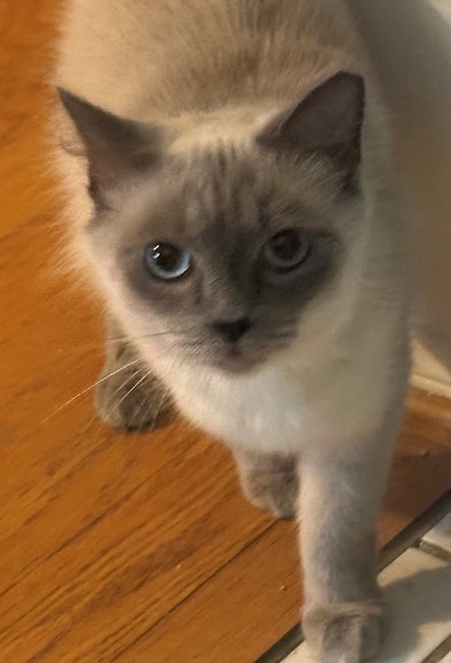 Sara, Young Siamese / Domestic Long Hair / Mixed (long coat), cat for adoption in Sun City, California