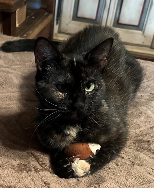 Mistee, Adult Tortoiseshell, cat for adoption in Sun City, California