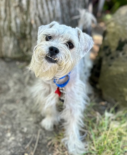 Cauliflower, an adoptable Miniature Schnauzer in Romoland, CA