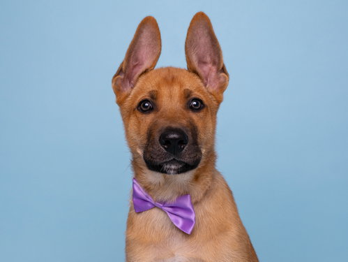 Vacay: Jetlag, an adoptable German Shepherd Dog in Romoland, CA