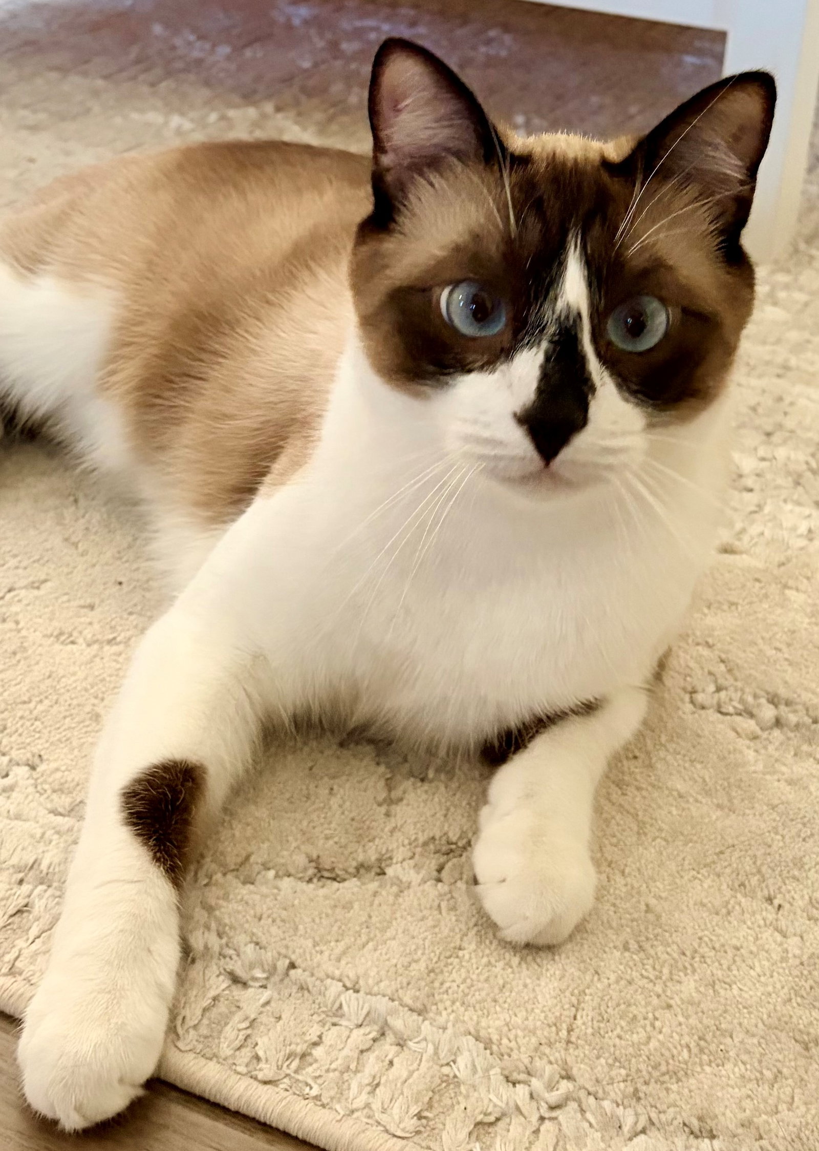 Mochi