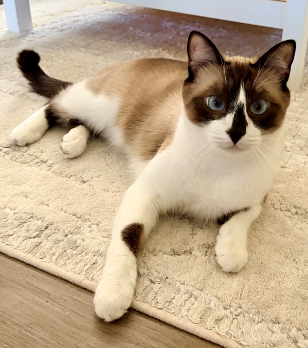 Mochi