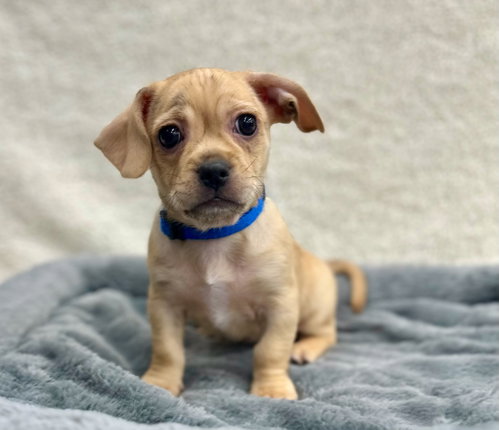 Grocery: 99 Ranch, an adoptable Dachshund in Romoland, CA