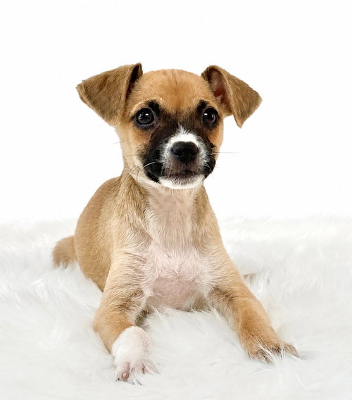 Pool: High Dive, an adoptable Chihuahua in Romoland, CA
