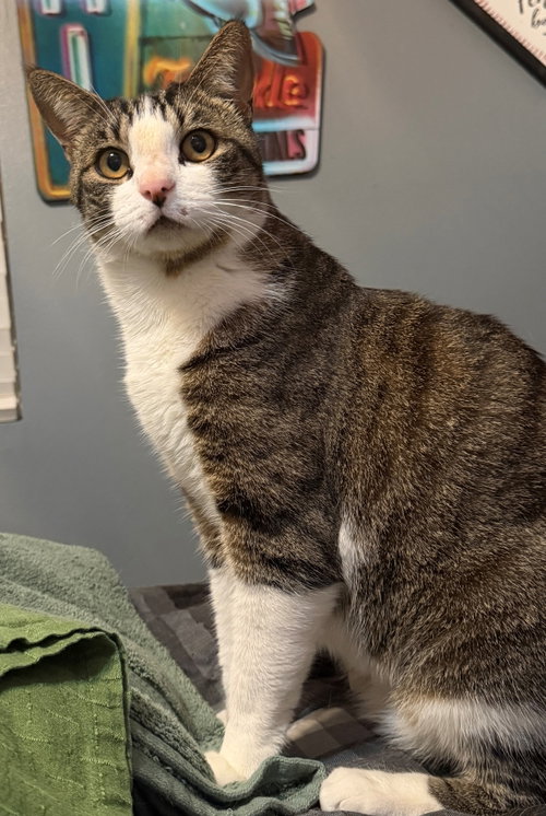 Mister Milo