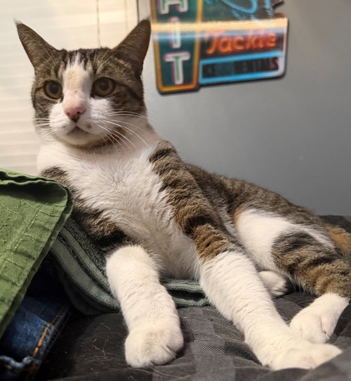 Mister Milo photo 2