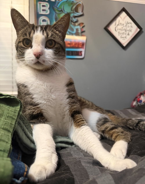 Mister Milo photo 3