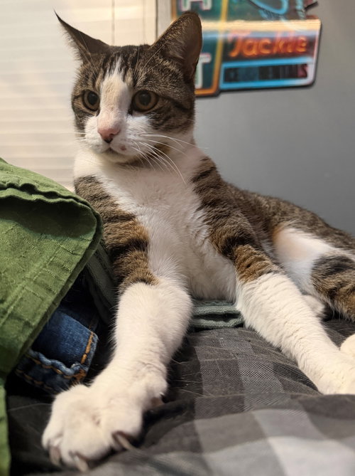 Mister Milo photo 4