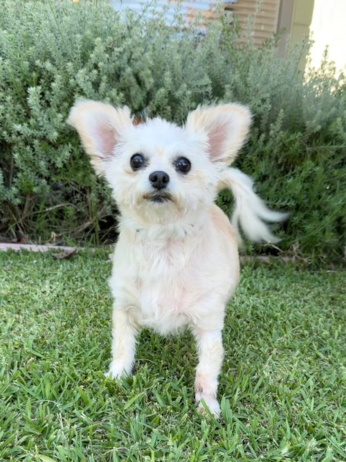 Cupcake photo 2