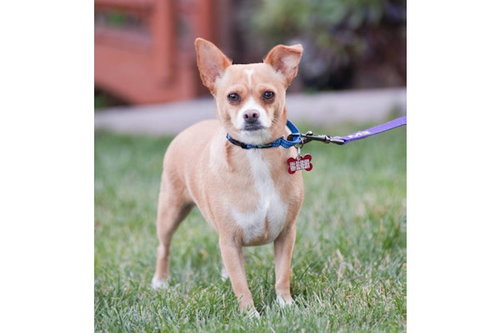 Starfruit, an adoptable Pug in Romoland, CA