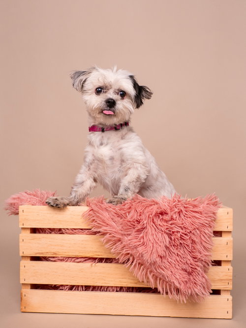 Briar photo 3