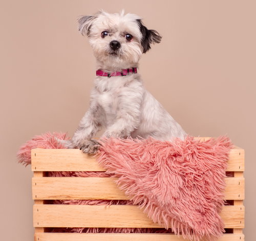Briar photo 4
