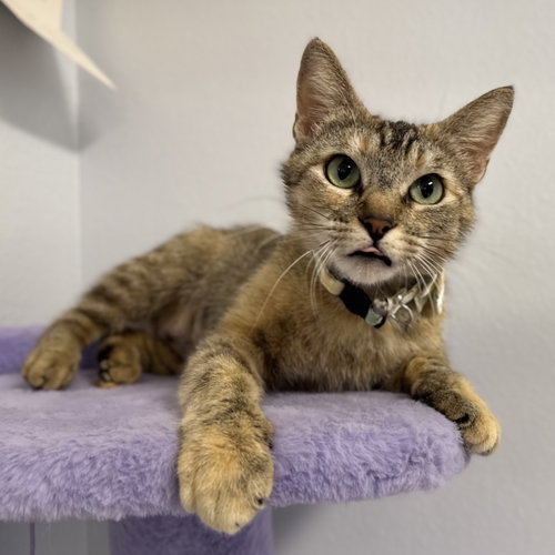 Espresso, an adoptable Tabby in Romoland, CA