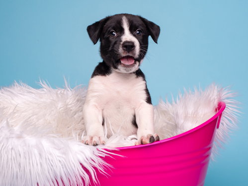 BW: Lemur, an adoptable Boston Terrier in Romoland, CA
