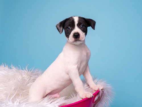 BW: Badger, an adoptable Boston Terrier in Romoland, CA