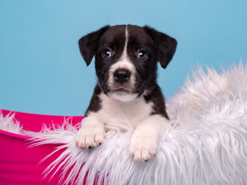 BW: Penguin, an adoptable Boston Terrier in Romoland, CA