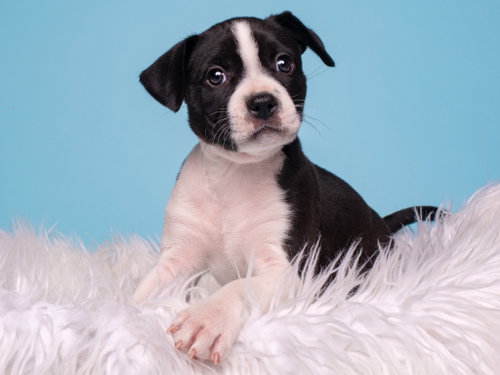 BW: Magpie, an adoptable Boston Terrier in Romoland, CA