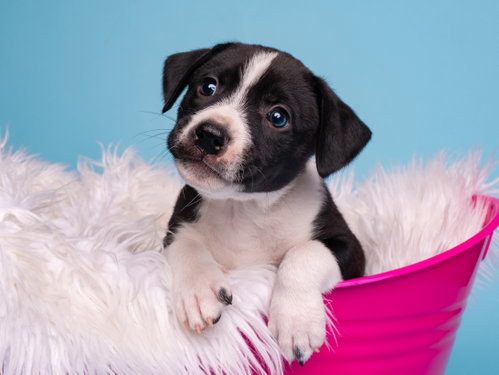 BW: Skunk, an adoptable Boston Terrier in Romoland, CA