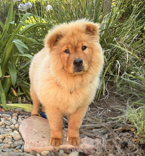 Apple Fritter, an adoptable Chow Chow in Romoland, CA