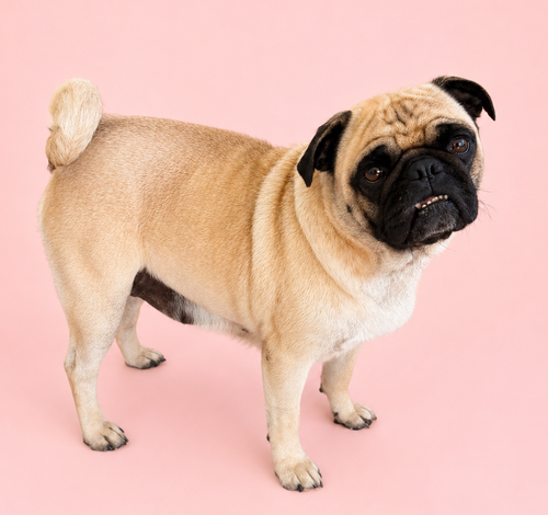 Taffy