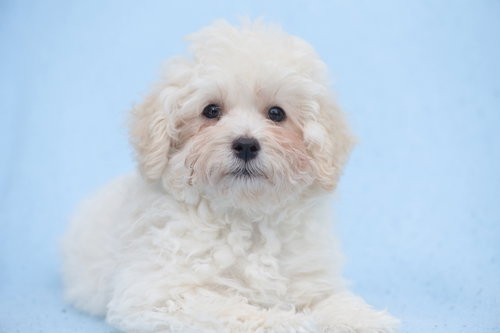 Rosebud: Sprout