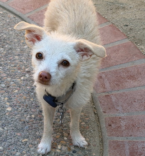 Paisley, Jack Russell Terrier / Chihuahua / Mixed (medium coat)