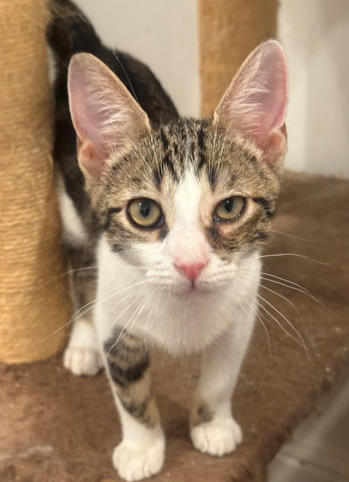 Percy, a cat for adoption from Doggie Protective Services
